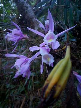 Plancia ëd Pleione praecox (Sm.) D. Don