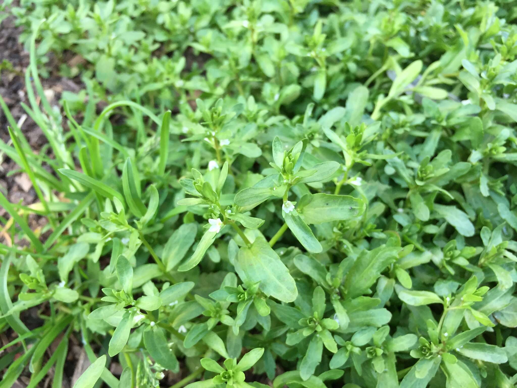 Image of american speedwell