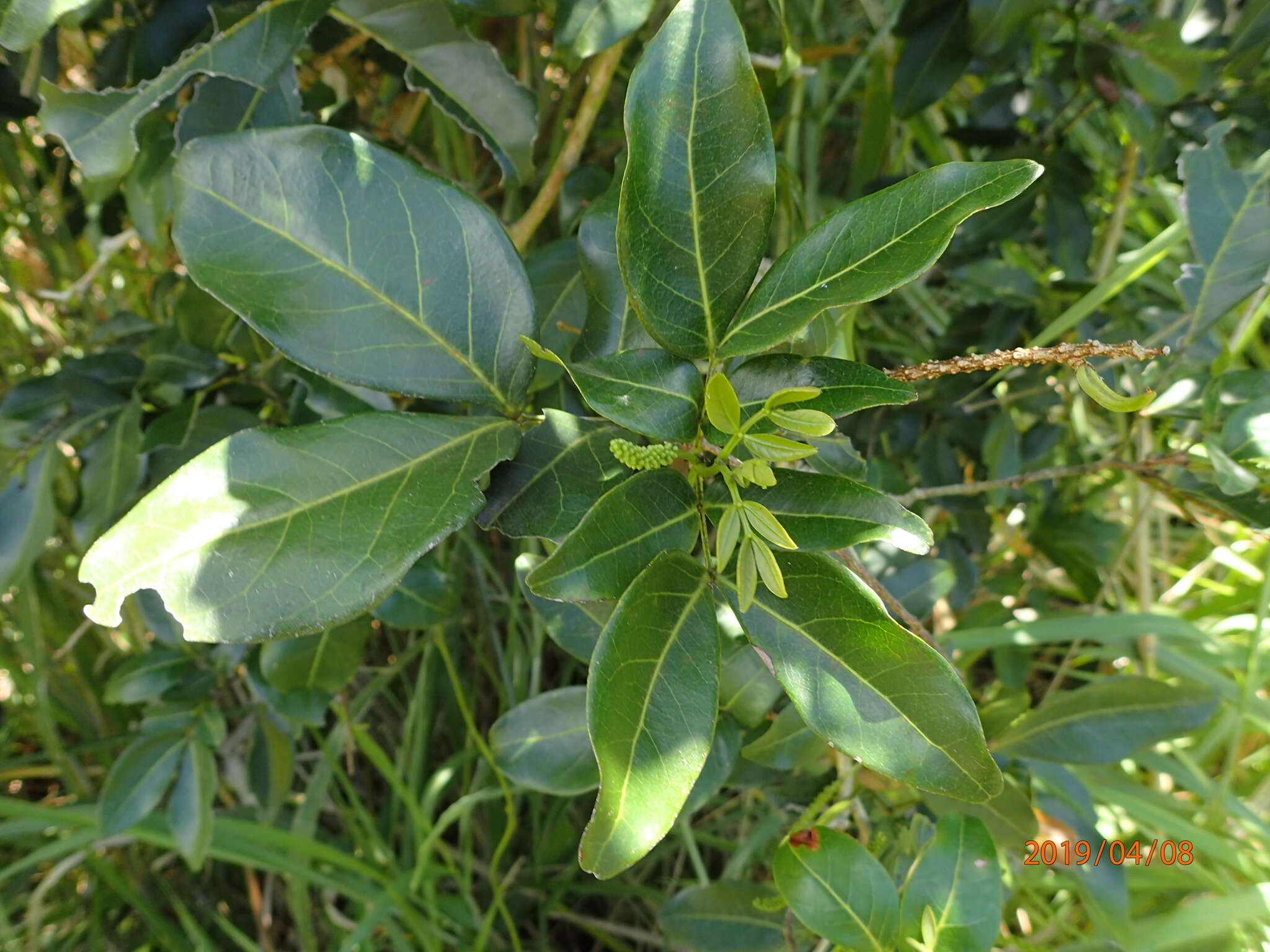 Image of sacky sac bean