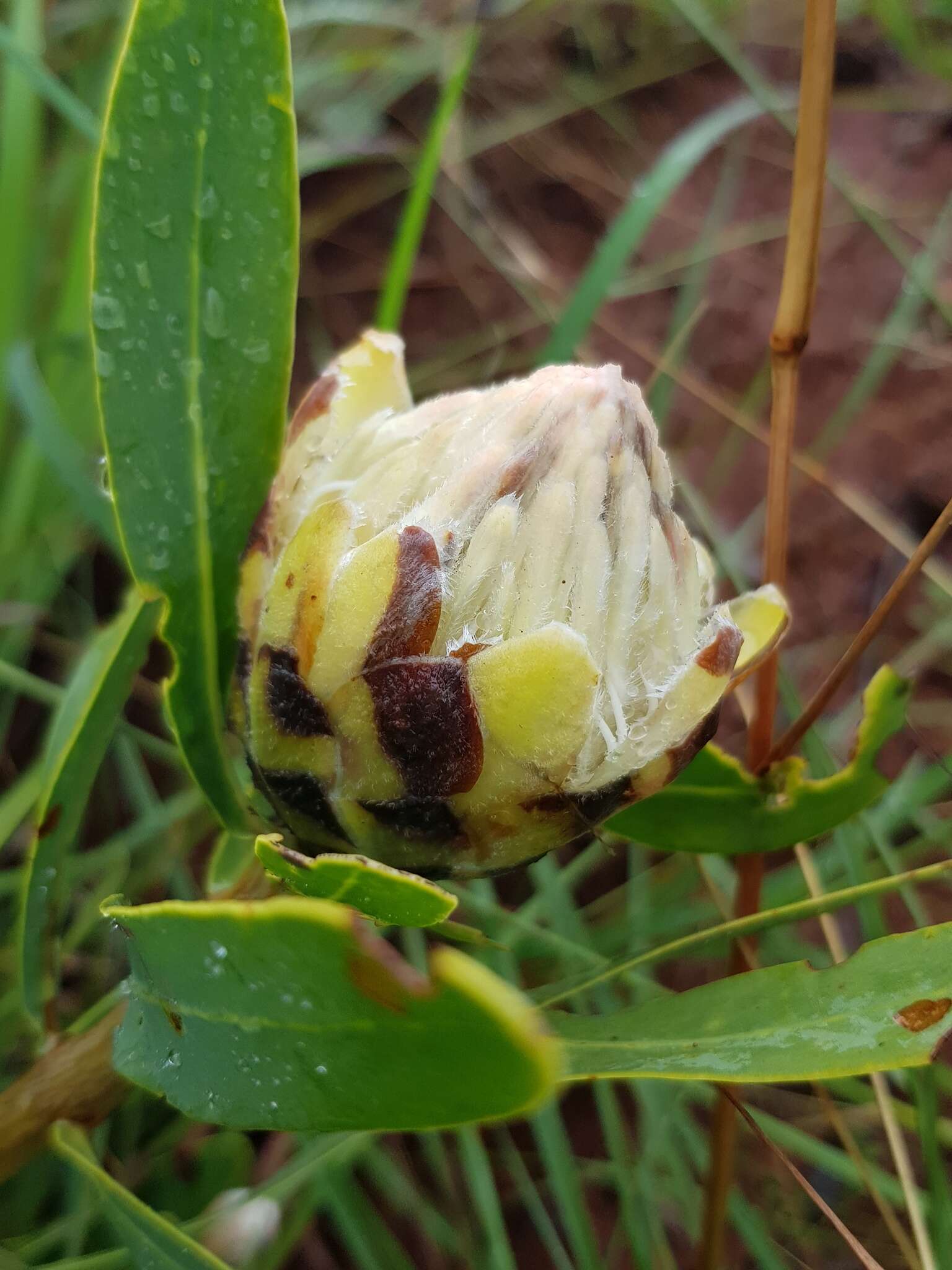 Image de Protea gaguedi J. F. Gmel.