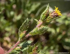 Image of Whitney's bristleweed