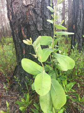 Image of Flag pawpaw