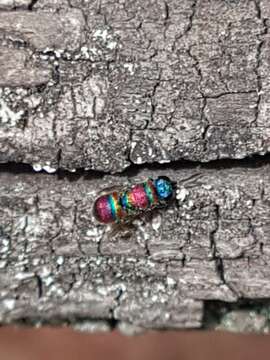 Image of <i>Chrysis leachii</i>