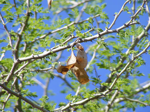 Image of Bushy three-thorn acacia