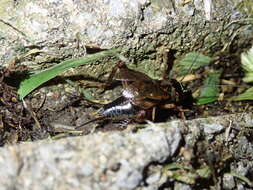 Image of Cricket