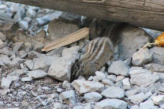 Image of Palmer’s Chipmunk