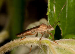 Image of Burtinus notatipennis (Stål 1860)