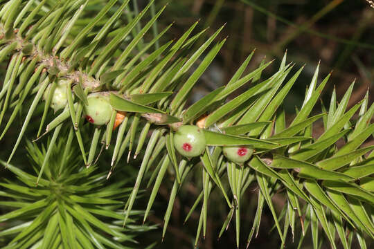 Imagem de Melichrus adpressus A. Cunn. ex DC.