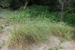 Image of Rhodes grass