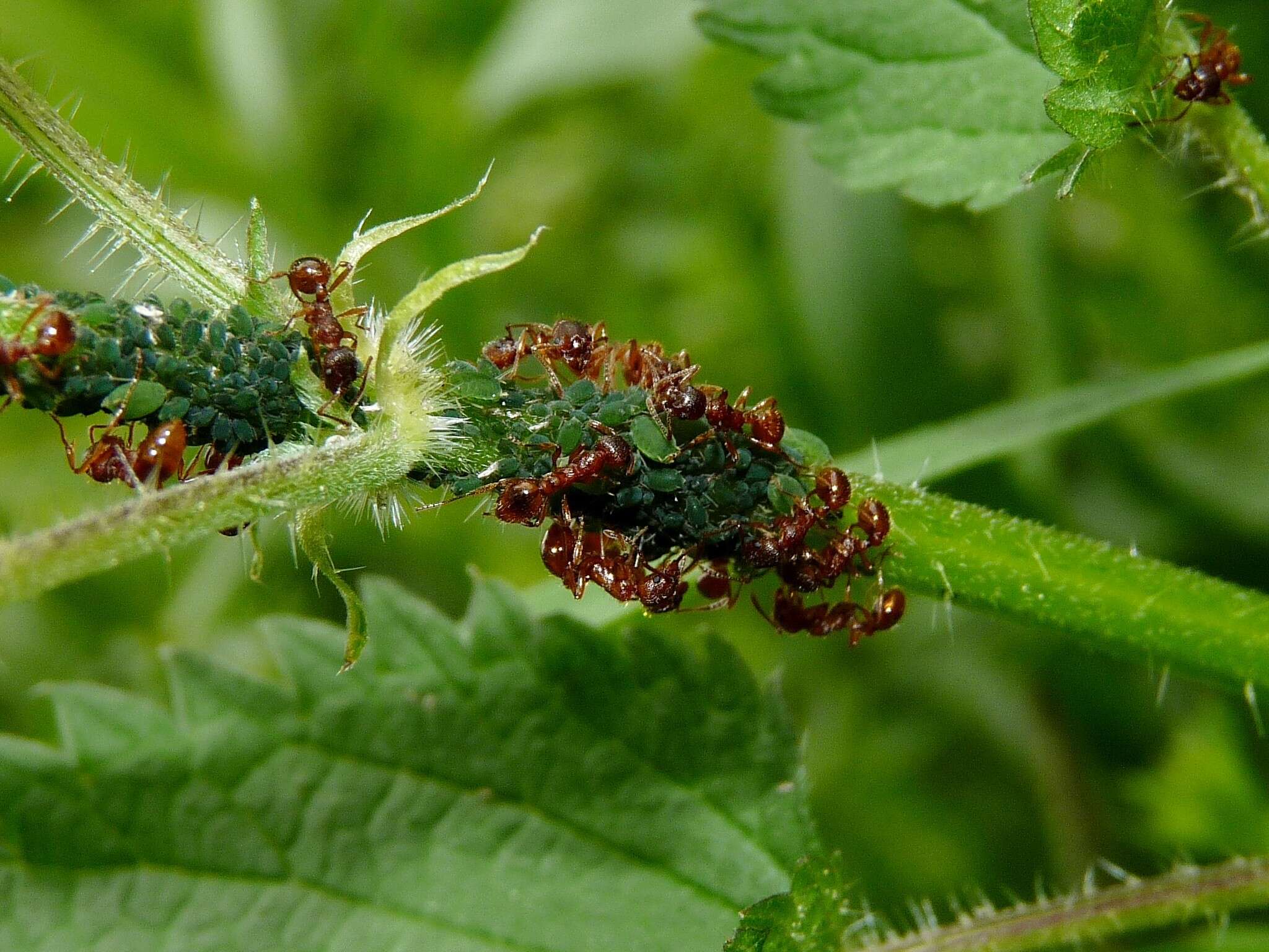 Image of Aphid