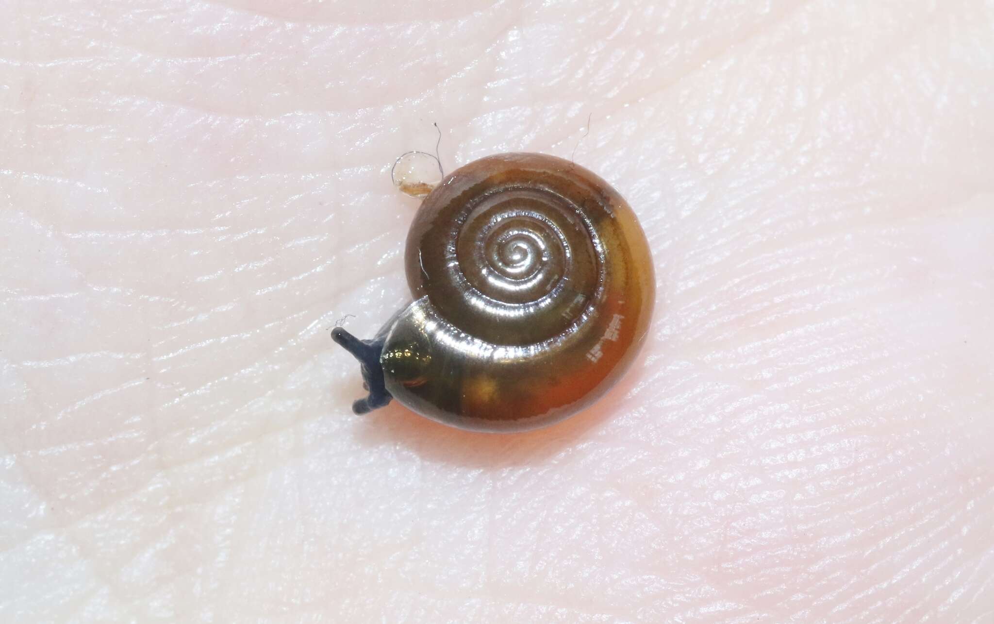 Image of Cellar glass-snail