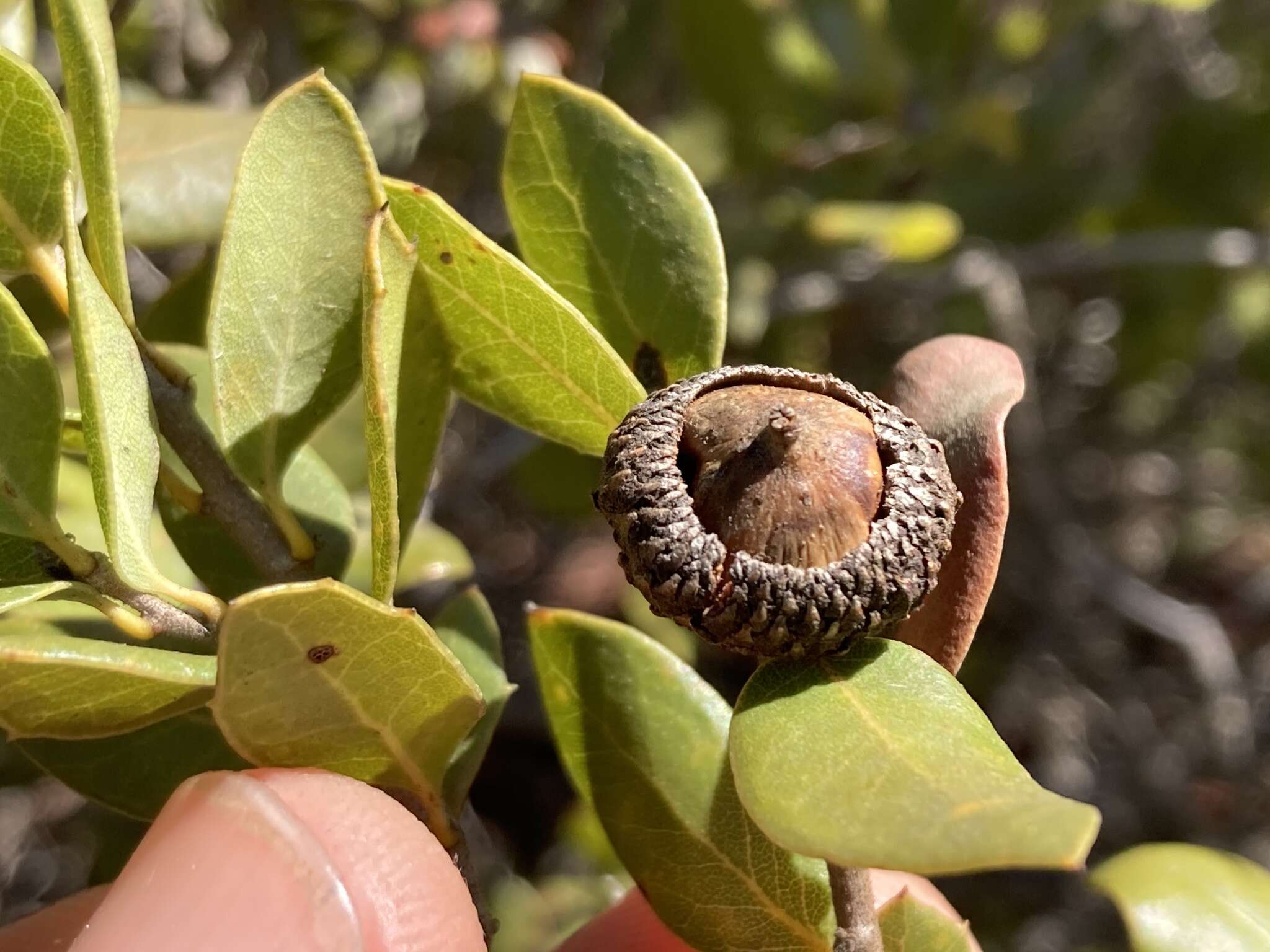 Image of Cedros Island Oak