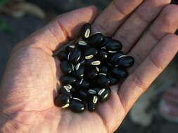 Image of velvet bean