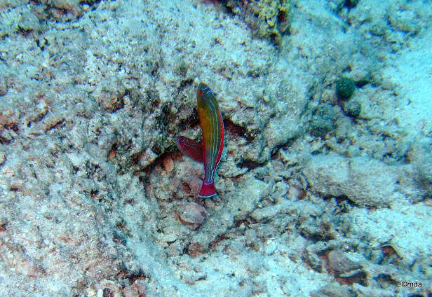 Image of Red Sea eightline flasher