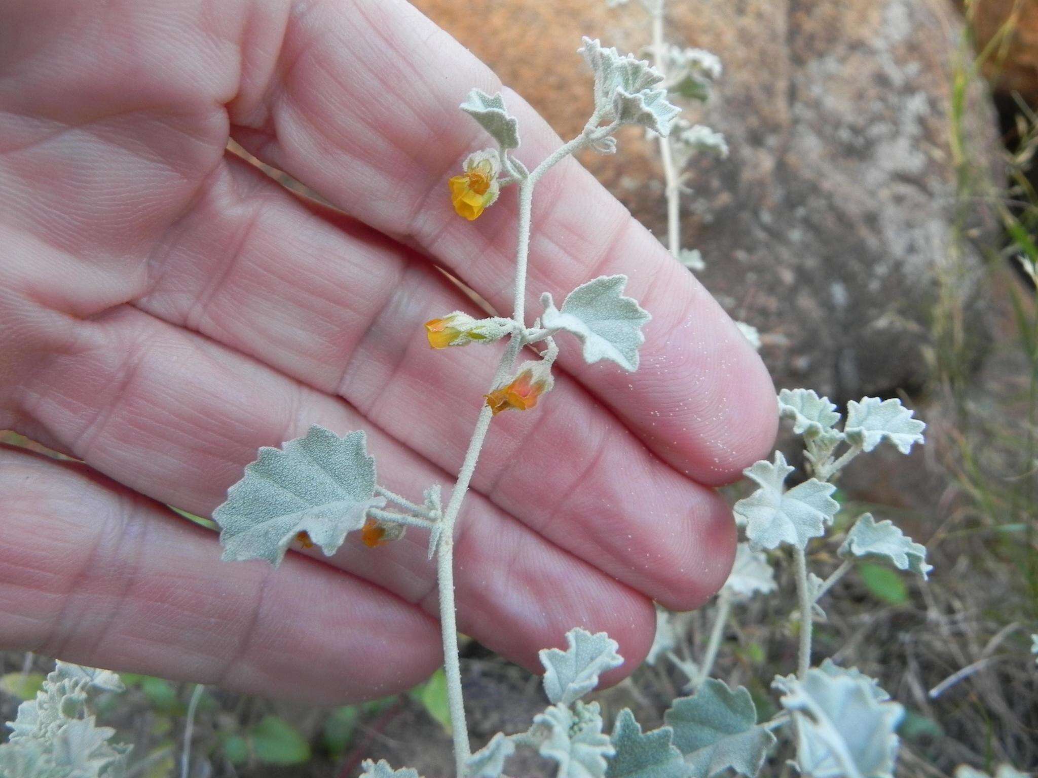 Image of Hermannia minutiflora Engl.