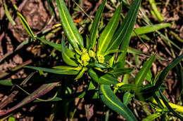 Image of Euphorbia gueinzii Boiss.