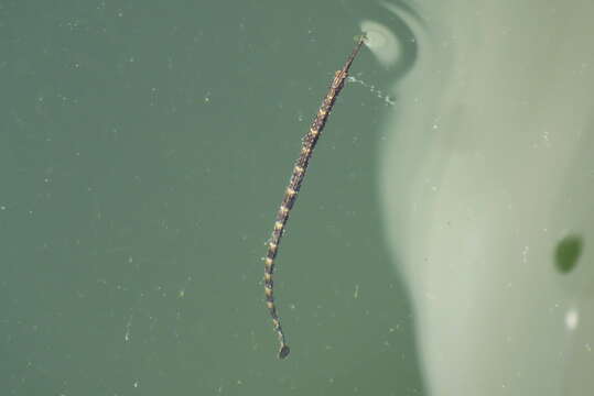 Image of Chain pipefish