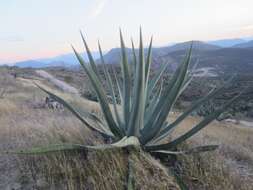 Image of Agave mapisaga Trel.