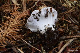 Image of Cortinarius magnivelatus Dearn. ex Fogel 1995