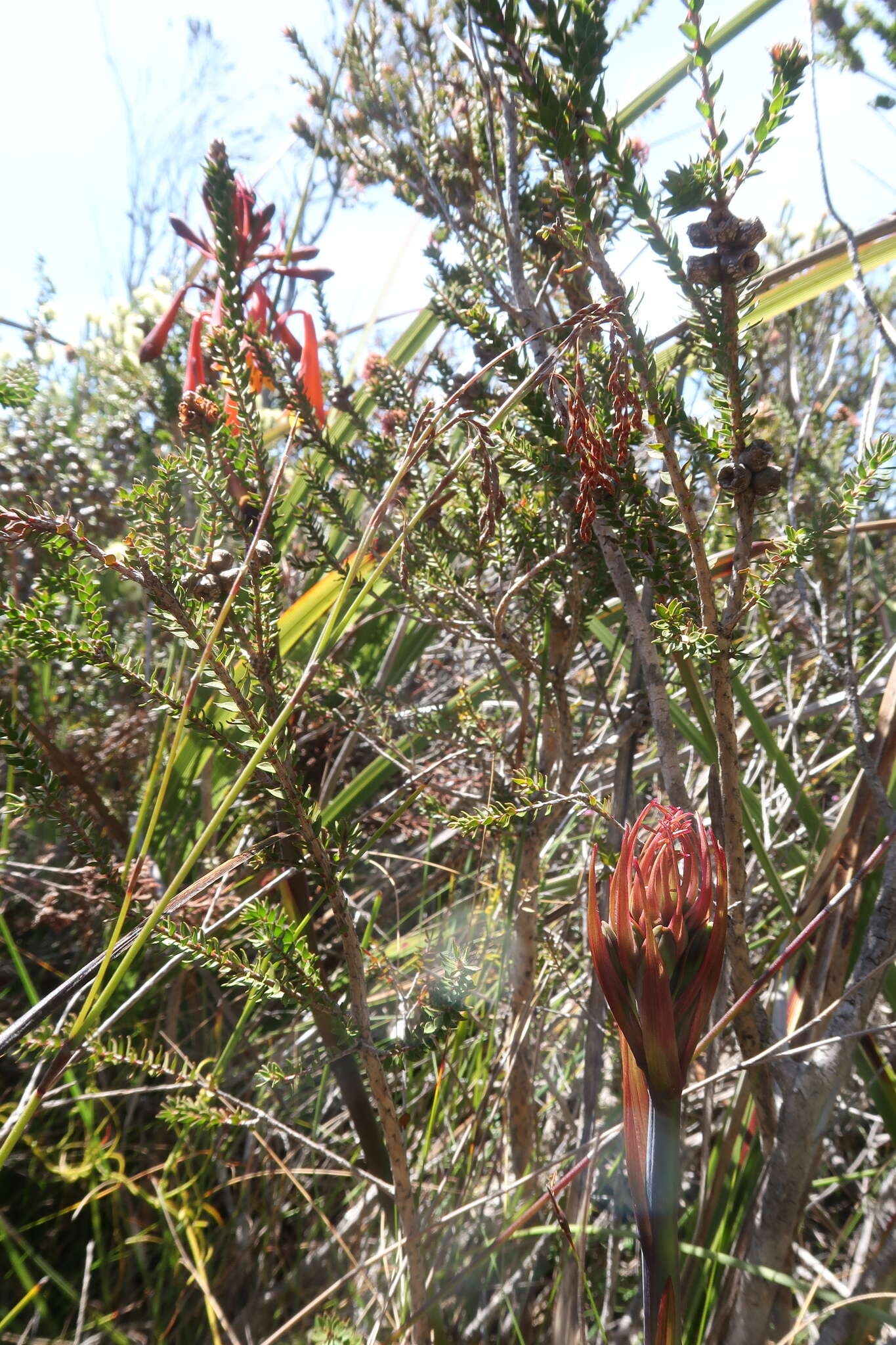 Image of Tasmanian Christmas Bell