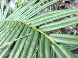 Image of Long-Leaf Brake