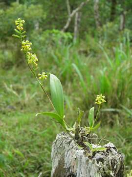 Imagem de Polystachya foliosa (Hook.) Rchb. fil.