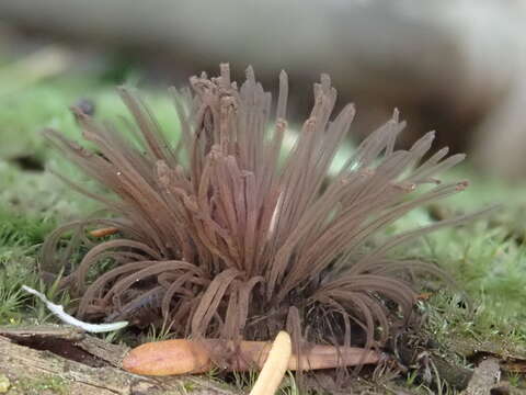 Imagem de Stemonitis flavogenita