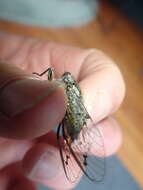 Image of chirping cicada