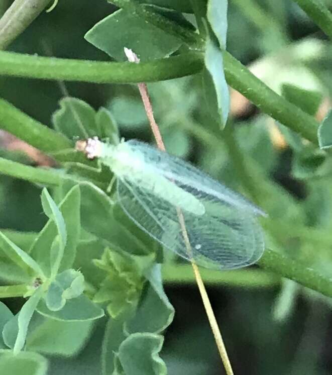 Image of Goldeneyed Lacewing