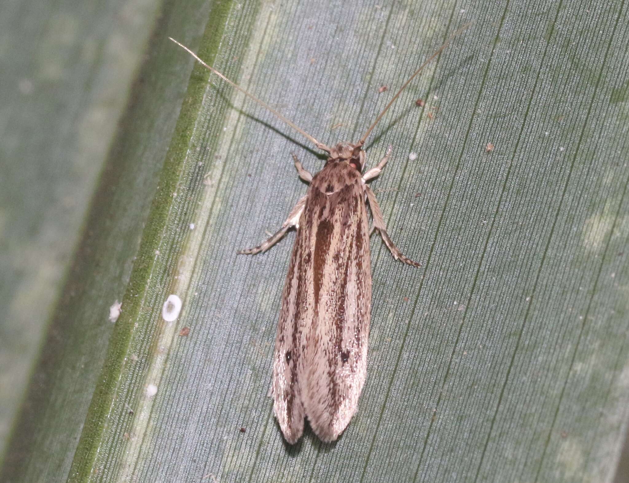 Image of Sugarcane borer