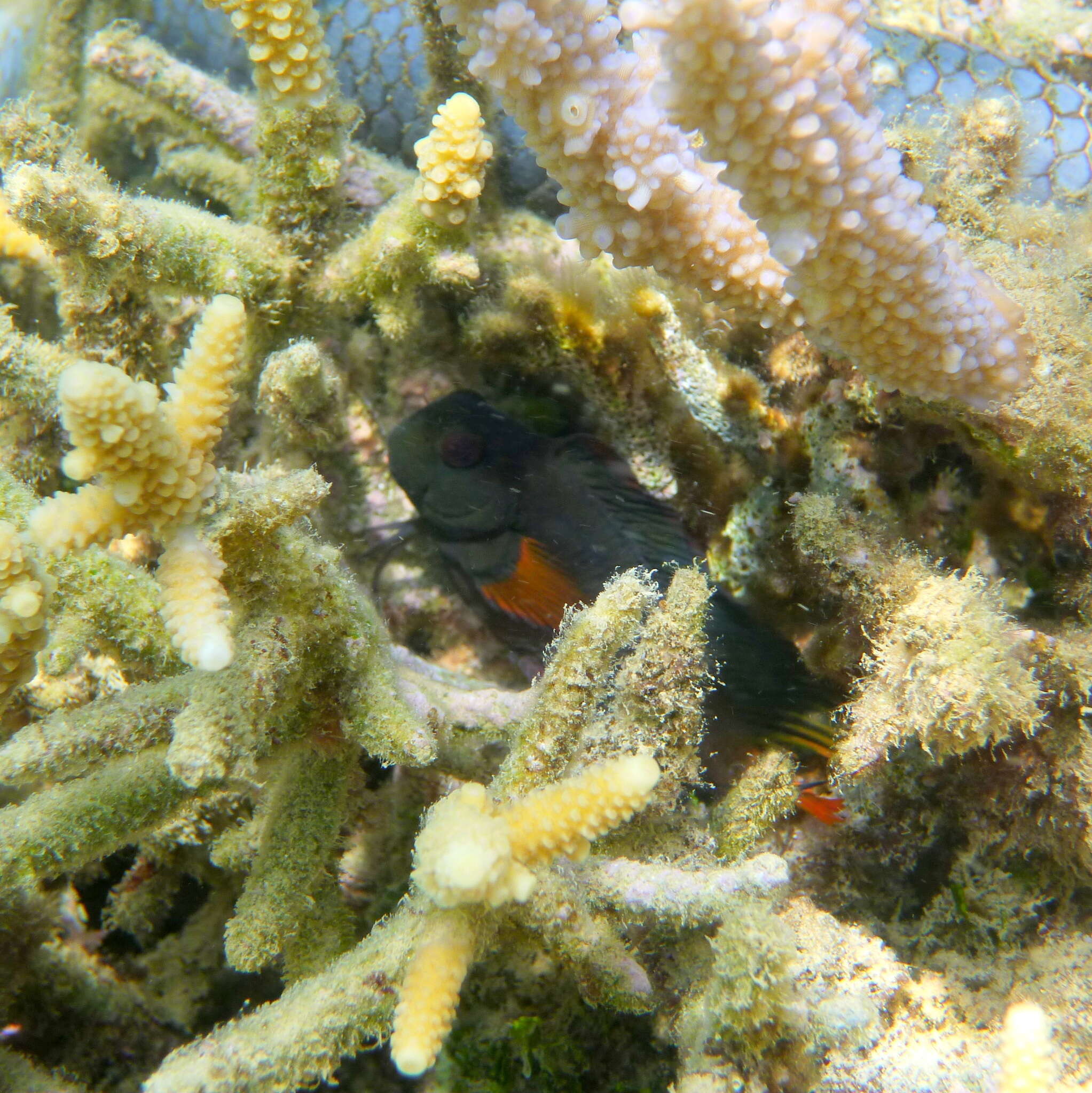 Image of Brown coral blenny