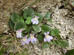 Image de Cymbalaria pallida (Ten.) Wettst.