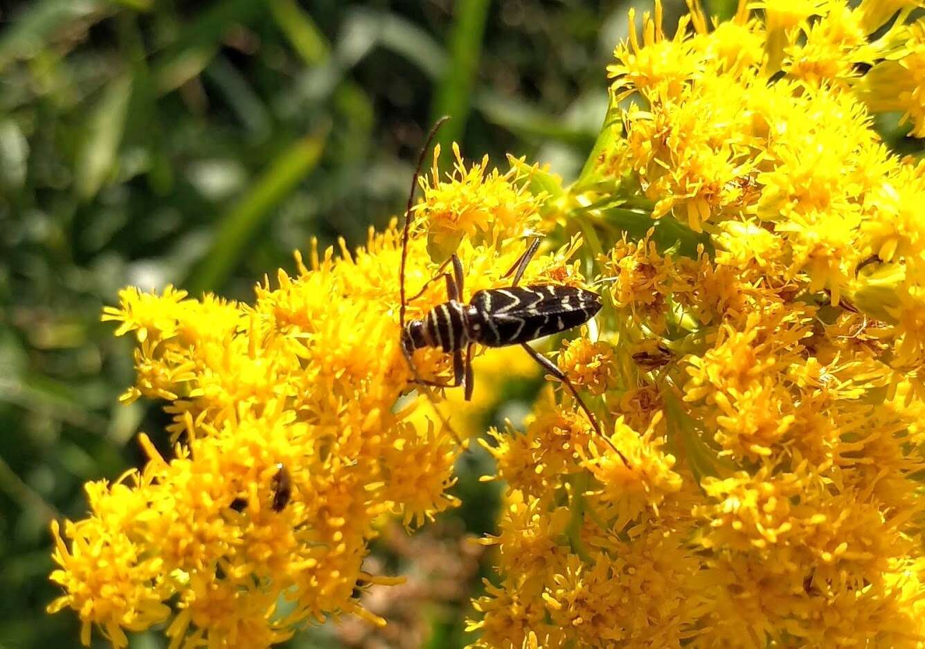 Megacyllene acuta (Germar 1821)的圖片