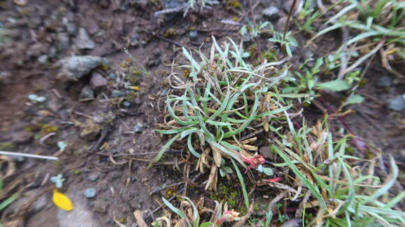 Plancia ëd Oenothera punae Kuntze