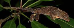 Image of Meyer's Anole