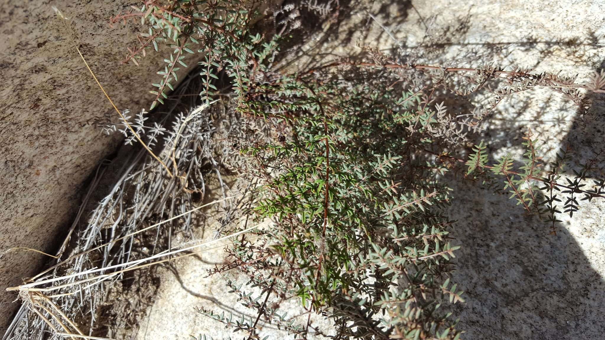 Image of birdfoot cliffbrake