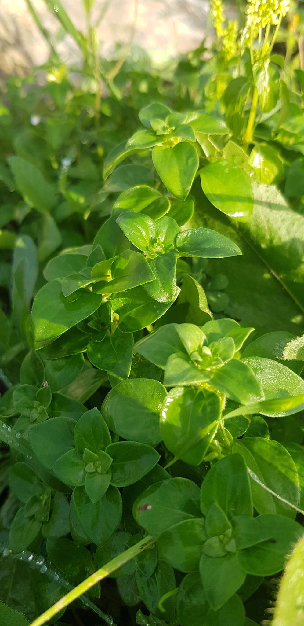 Image of Theligonum cynocrambe L.