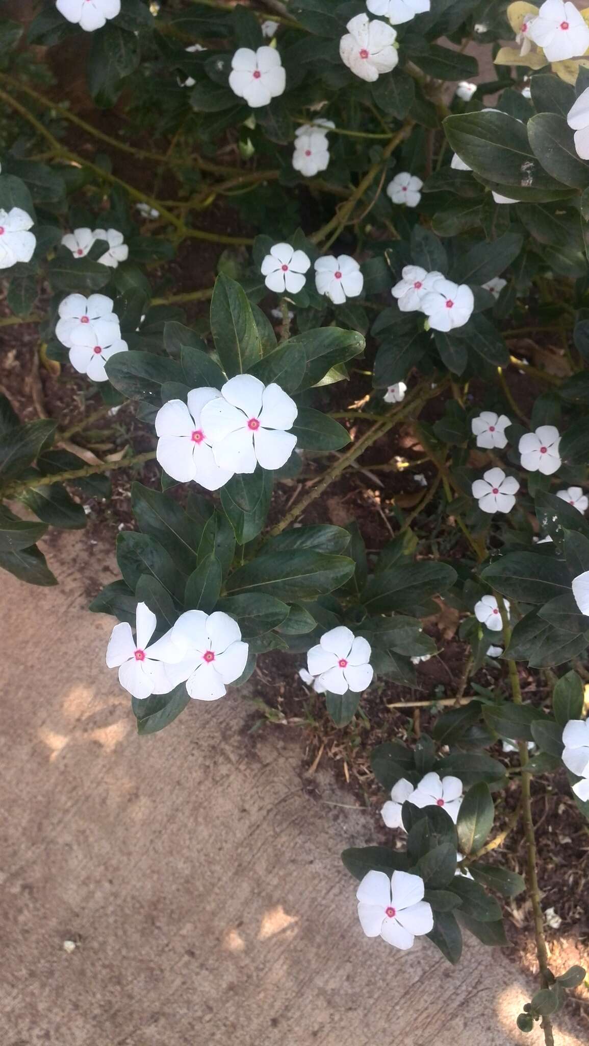 Image of Madagascar periwinkle