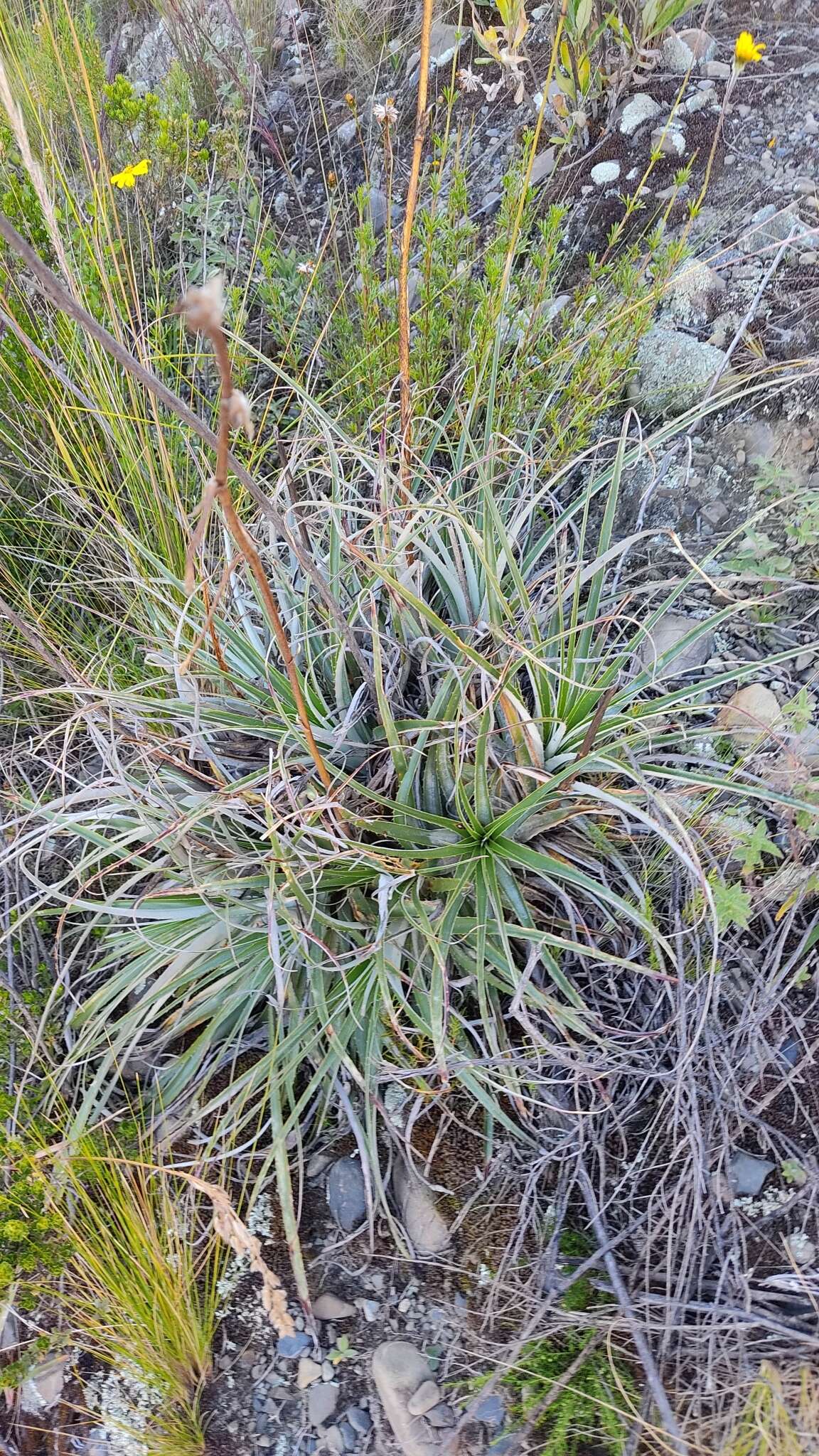 Image of Puya cochabambensis R. Vásquez & Ibisch