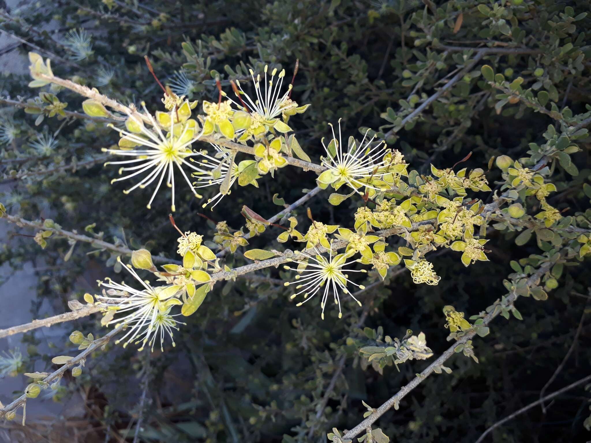 Image of Dwarf bush-cherry