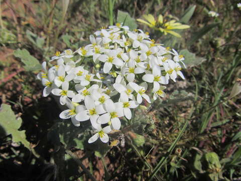 Image of Sebaea albens (L. fil.) Sm.