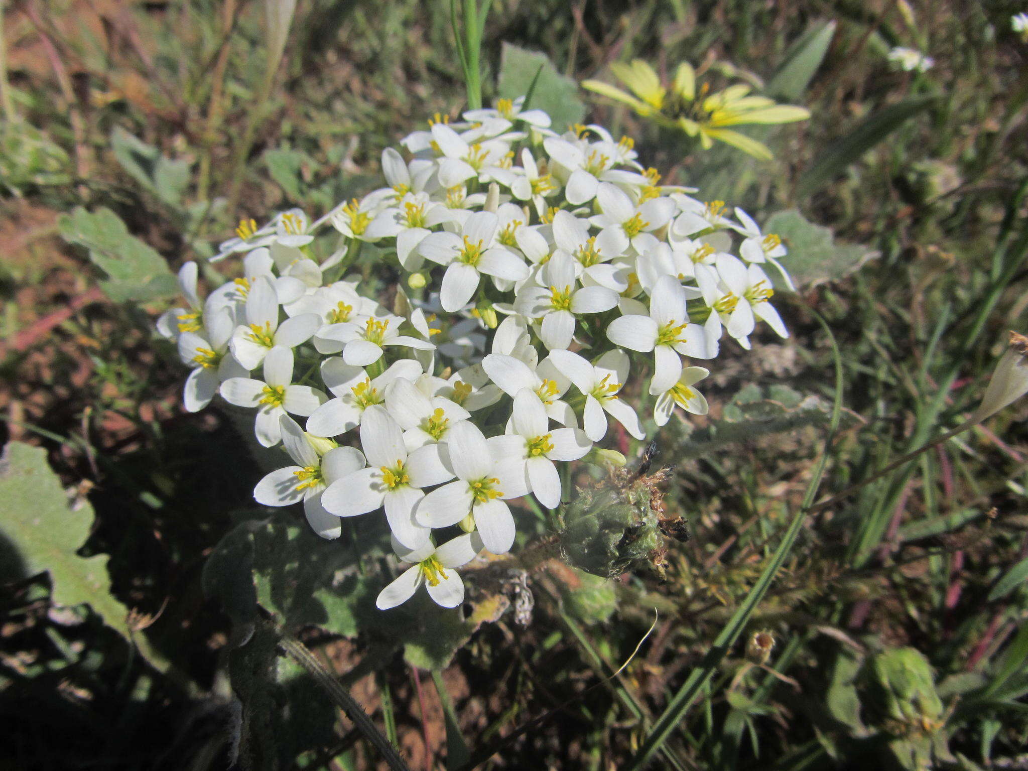 Image of Sebaea albens (L. fil.) Sm.