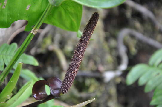 Anthurium colonicum K. Krause resmi