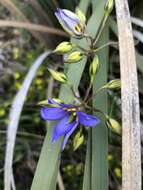 Cheiranthera alternifolia E. M. Bennett resmi