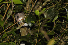 Image of Chestnut Tree Mouse
