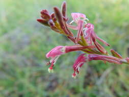 Image de Oenothera hexandra (Sesse & Moc. ex Ortega) W. L. Wagner & Hoch