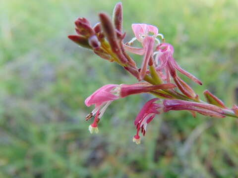 Oenothera hexandra (Sesse & Moc. ex Ortega) W. L. Wagner & Hoch resmi