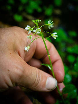 Image of American Bittercress