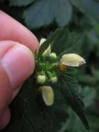 Image of Lamium galeobdolon subsp. flavidum (F. Herm.) Á. Löve & D. Löve