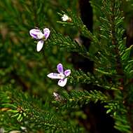 Image of Philotheca salsolifolia subsp. salsolifolia